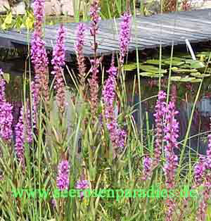 Lythrum salicaria-Blutweiderich