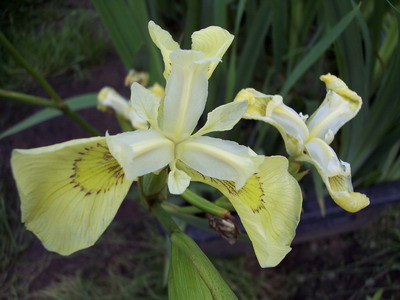 IRIS PSEUDOCARUS " SULPHUR QUEEN"