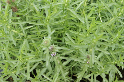 MENTHA CERVINA (englische Wasserminze)