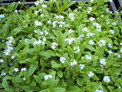 MYOSOTIS PALUSTRIS-Sumpfvergißmeinnicht