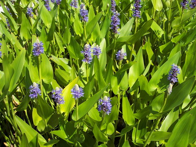 PONTEDERIA CORDATA-Hechtkraut