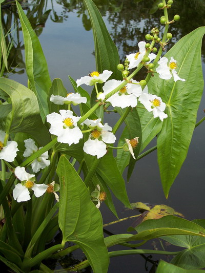 SAGITTARIA LATIFOLIA "CSMALL"