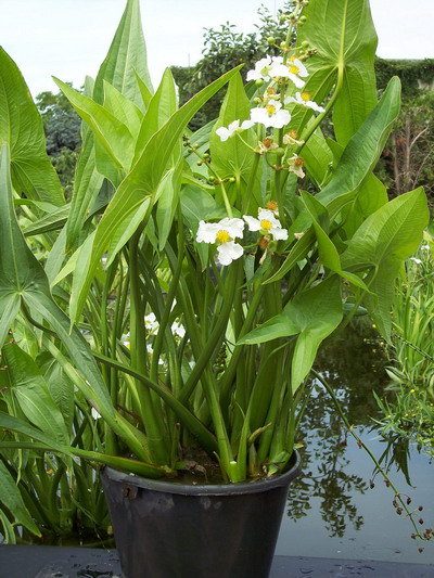 SAGITTARIA LATIFOLIA "CSMALL"