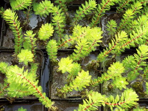 MYRIOPHYLLUM HIPPUROIDES-Papageienfeder