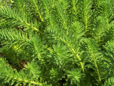 MYRIOPHYLLUM AQUATCUM-Papageienfeder