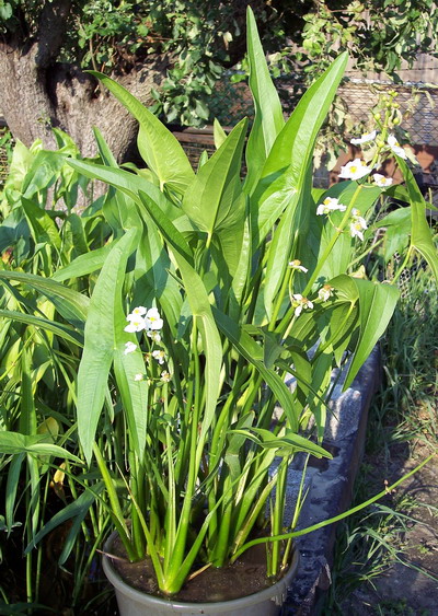 SAGITTARIA LATIFOLIA "CSMALL"