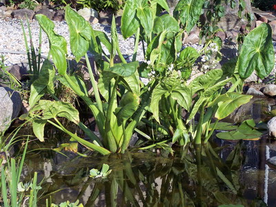 SAGITTARIA LATIFOLIA "Gigantea"