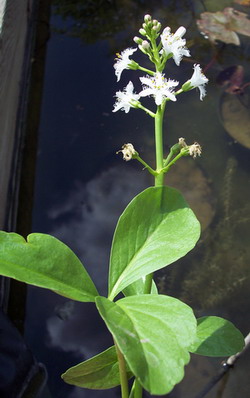 MENYANTHES TRIFOLIATA-Fieberklee