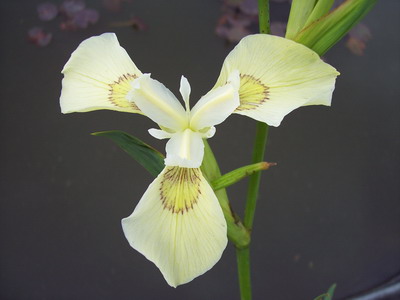 IRIS PSEUDOCARUS " SULPHUR QUEEN"