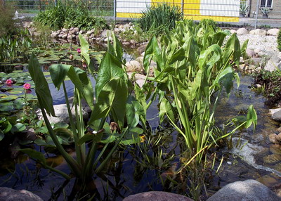 SAGITTARIA LATIFOLIA "Gigantea"