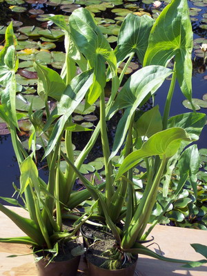 SAGITTARIA LATIFOLIA "Gigantea"