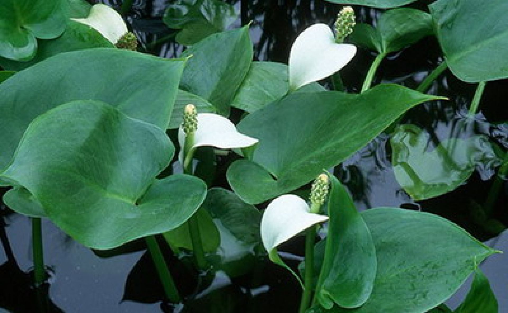Calla palustrisSumpfcalla WA357
